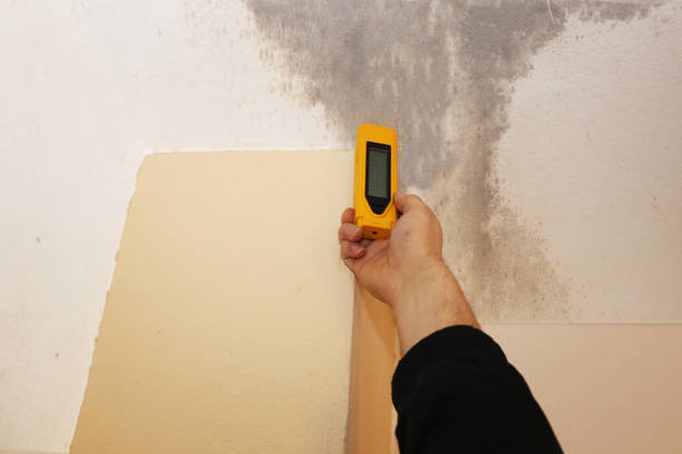 Best Basement Mold Removal  in Woodcliff Lake, NJ