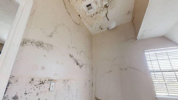  Woodcliff Lake, NJ Mold Removal Pros