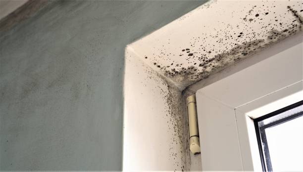 Best Industrial Mold Remediation  in Woodcliff Lake, NJ