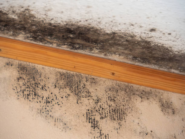 Best Mold Remediation for Healthcare Facilities  in Woodcliff Lake, NJ