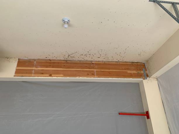 Best Forensic Mold Investigation  in Woodcliff Lake, NJ