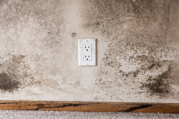 Best Commercial Mold Inspection  in Woodcliff Lake, NJ
