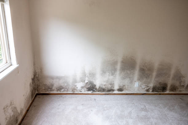 Best Air Quality Testing for Mold Spores  in Woodcliff Lake, NJ