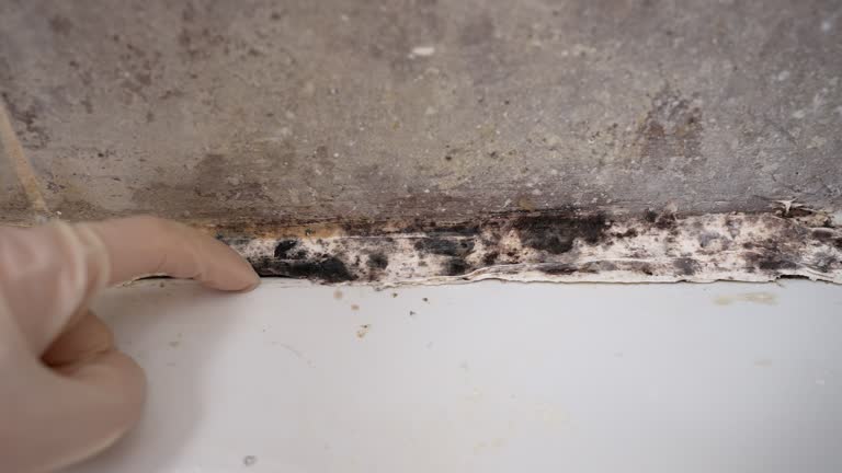 Best Environmental Consulting for Mold Prevention  in Woodcliff Lake, NJ